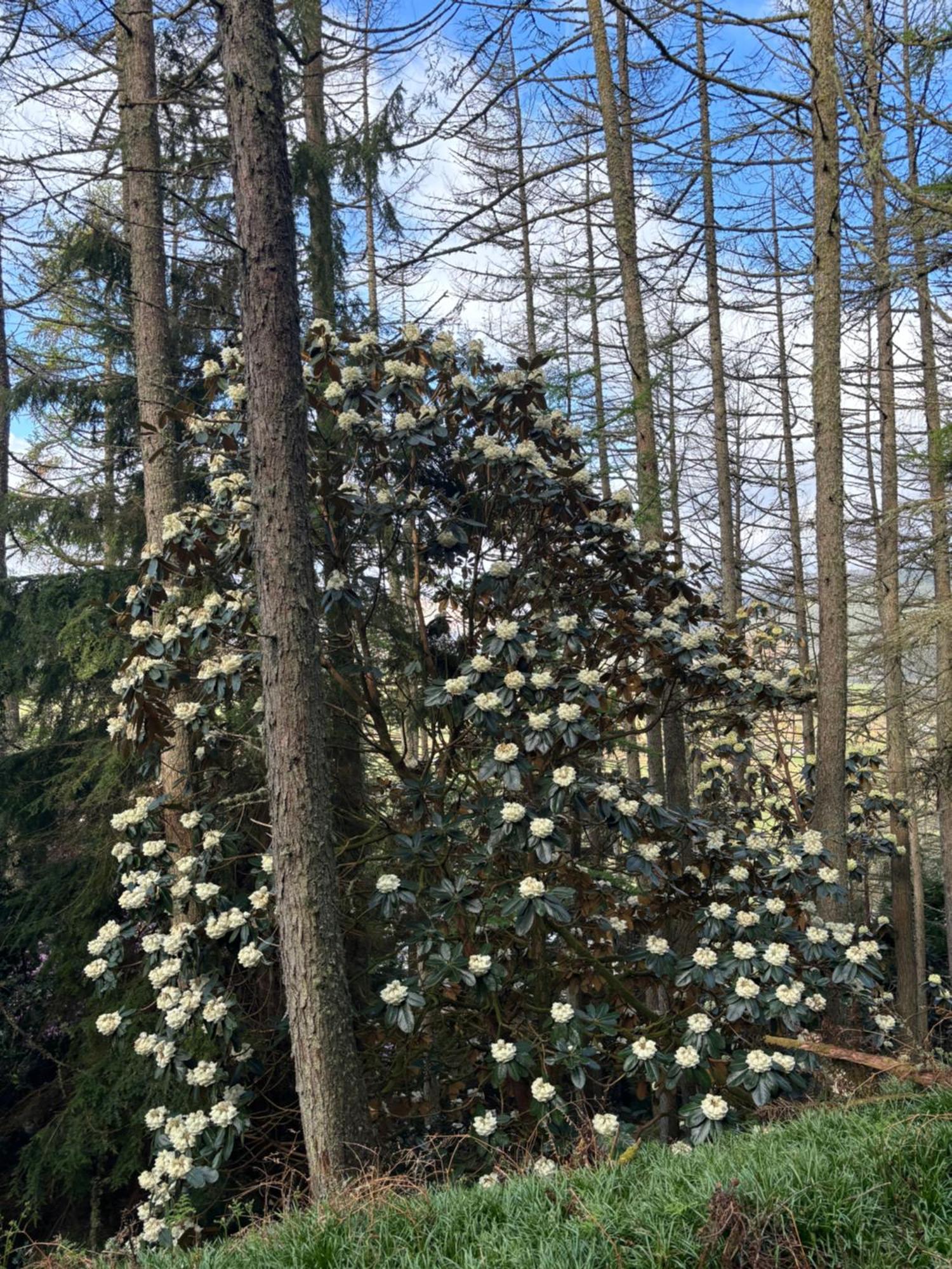 North Lodge Kilmun Luaran gambar