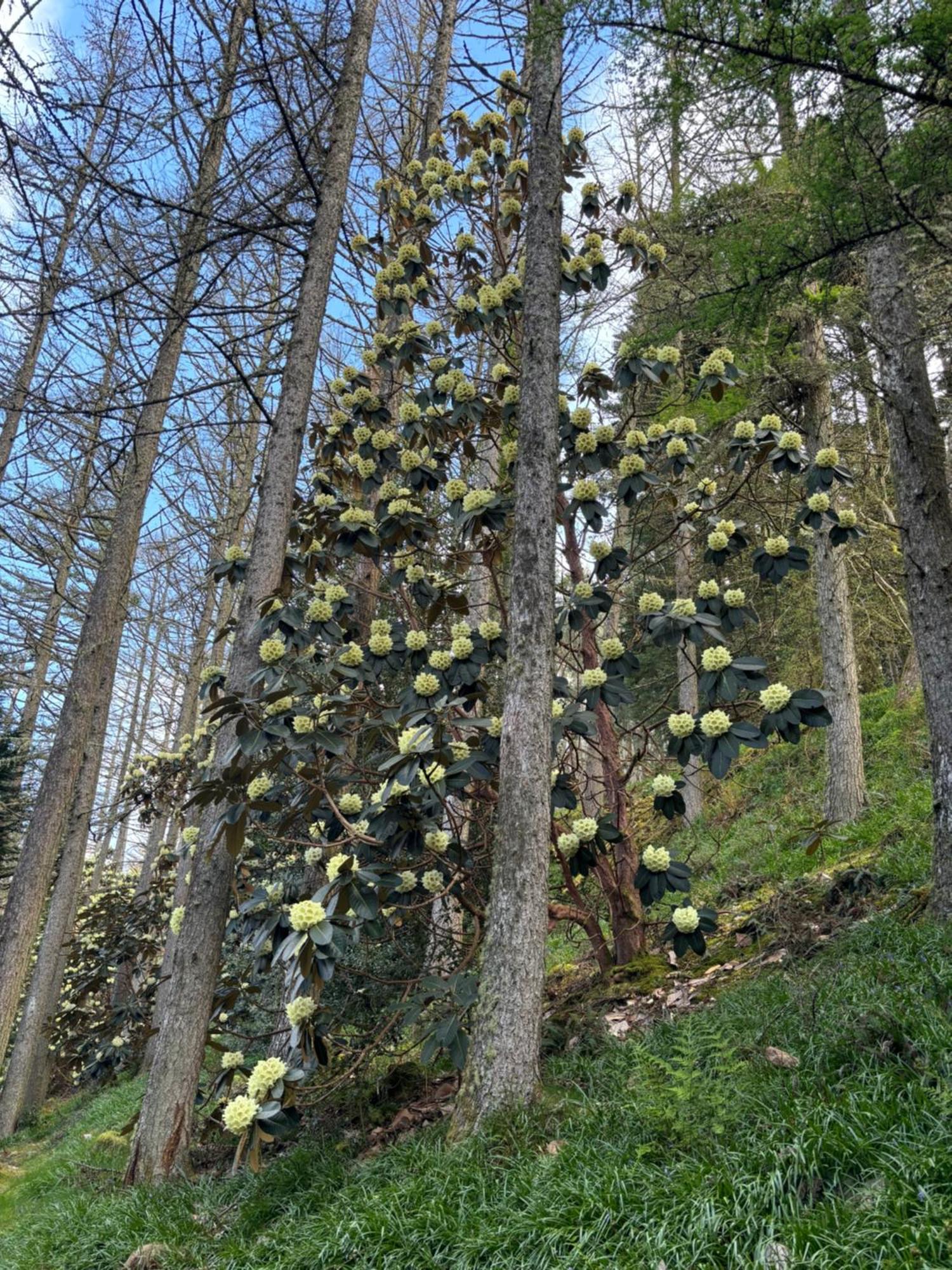 North Lodge Kilmun Luaran gambar