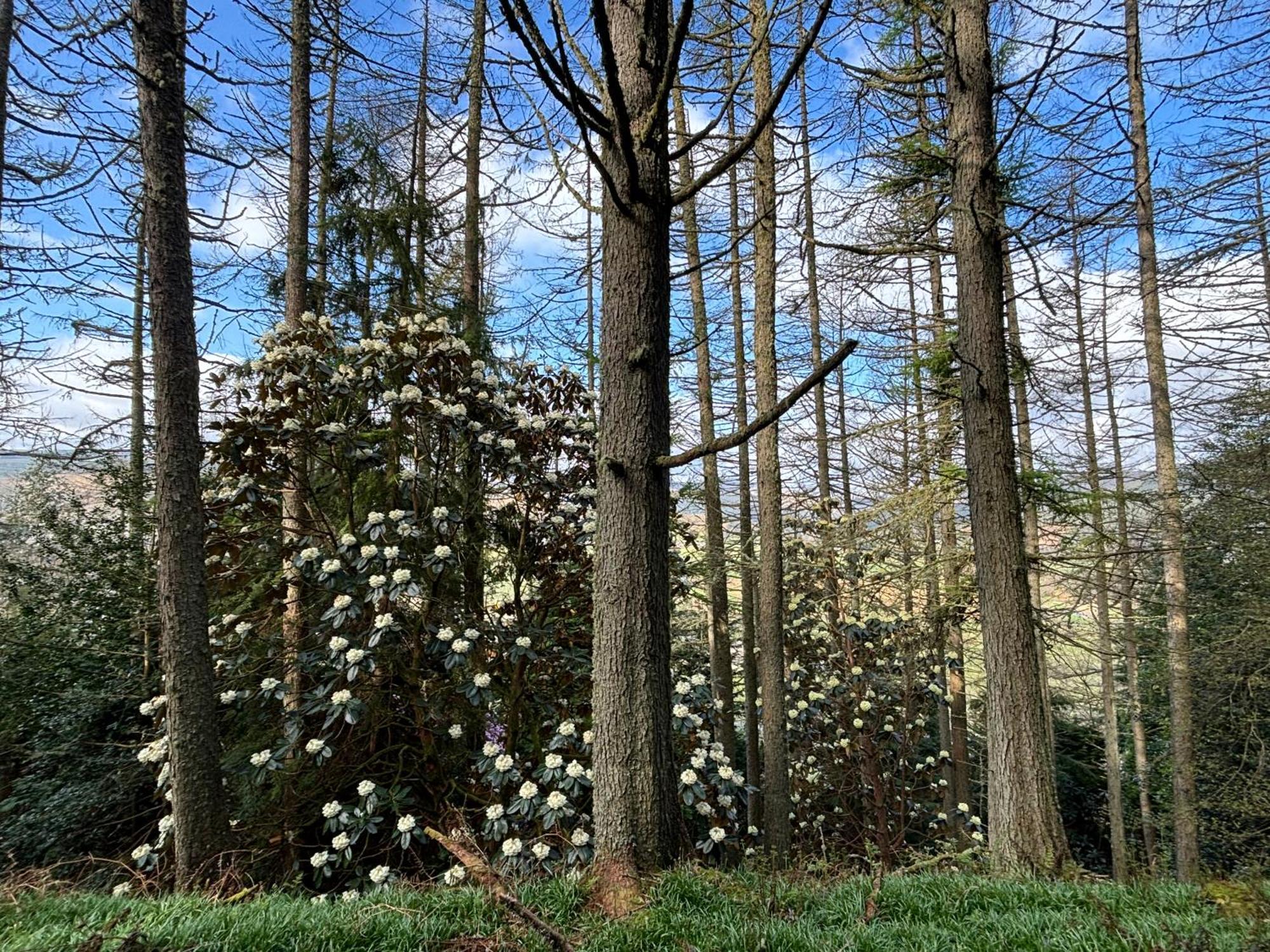 North Lodge Kilmun Luaran gambar
